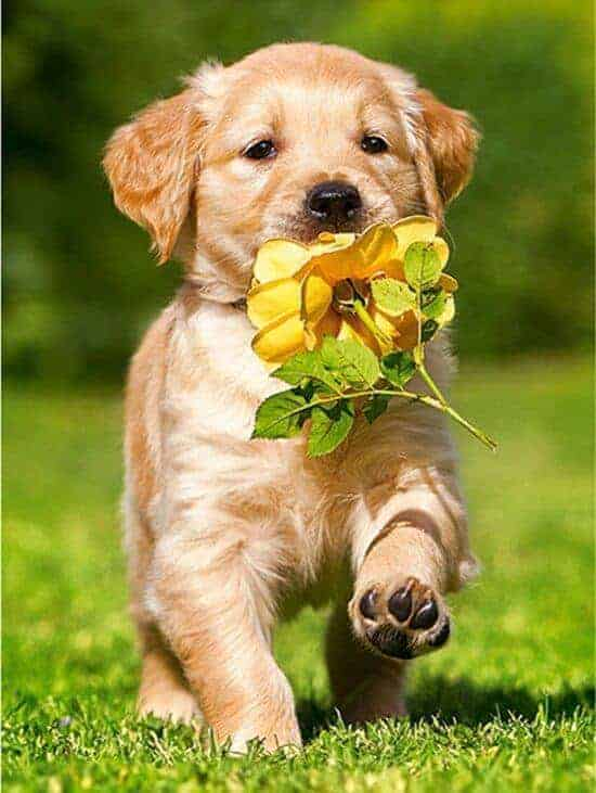 Honden