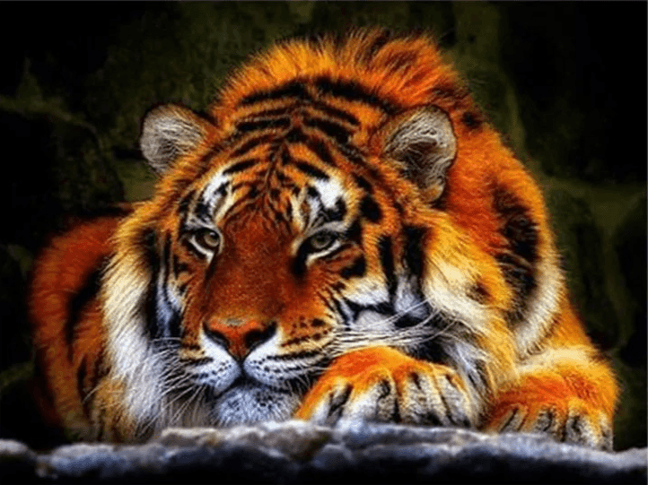 Diamond Painting Liggende Tijger - SEOS Shop ®