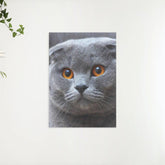 Diamond Painting Schattige kijkende kitten - SEOS Shop ®