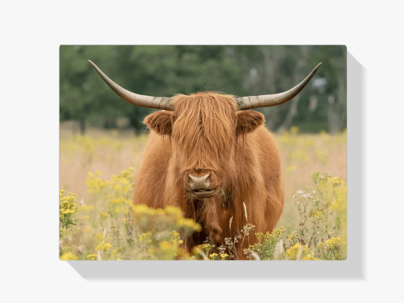 Diamond Painting Schotse hooglander - Mooie Schotse hooglander grazend in het veld - SEOS Shop ®