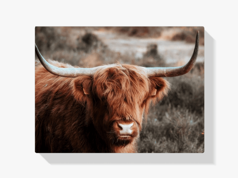Diamond Painting Schotse hooglander - Nieuwsgierige Schotse hooglander in de heuvels - SEOS Shop ®
