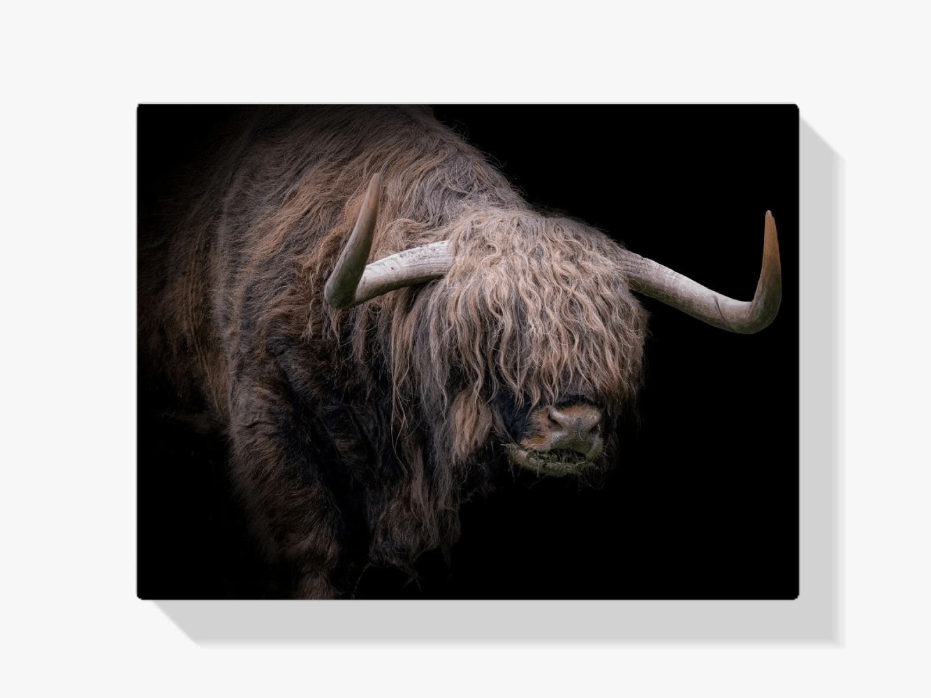 Diamond Painting Schotse hooglander - Schotse hooglander met dikke vacht - SEOS Shop ®