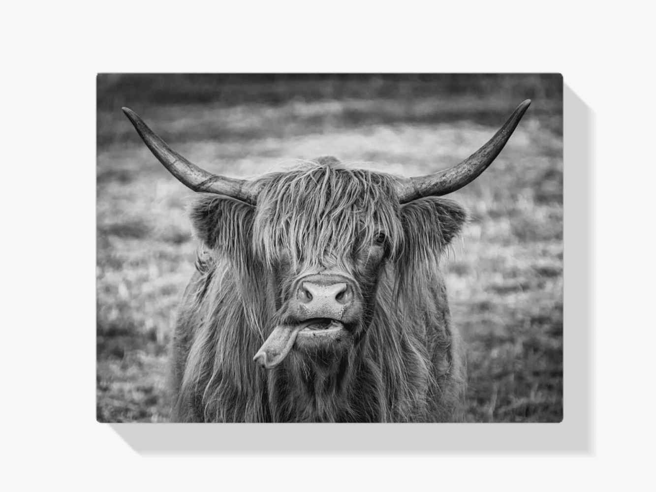 Diamond Painting Schotse hooglander - Zwart-wit beeld van Schotse hooglander - SEOS Shop ®