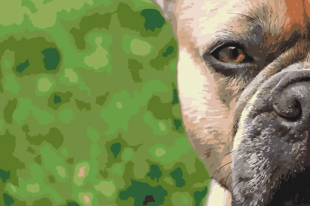 Diamond Painting - Franse Bulldog  - SEOS®