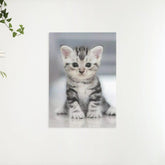 Diamond Painting - Grijze kitten - SEOS®