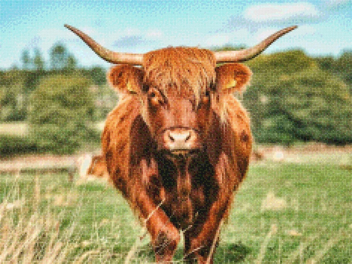 Diamond Painting - Schotse hooglander