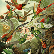 Ernst Haeckel