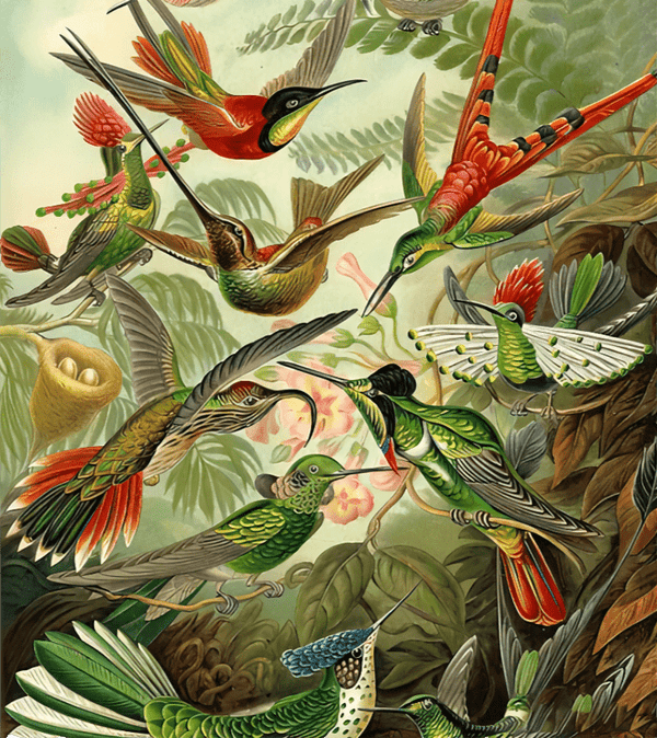 Ernst Haeckel