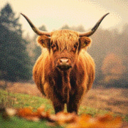 Diamond Painting Dieren