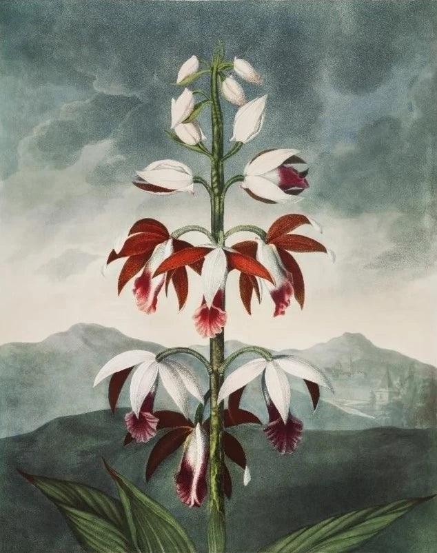 Diamond Painting - De Chinese Limodoron - SEOS Shop ®