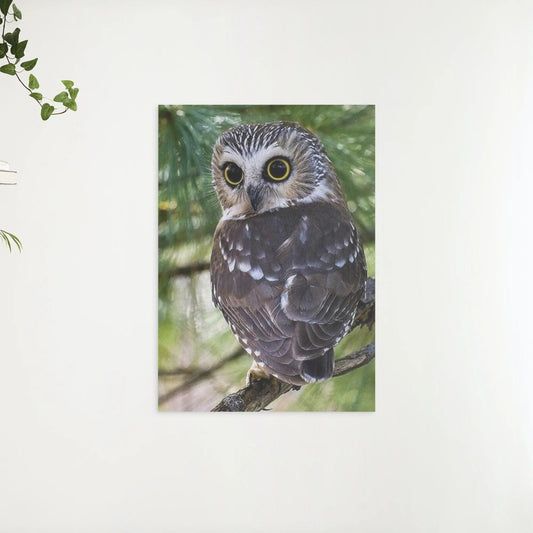 Diamond Painting Gele Ogen Uil - SEOS Shop ®
