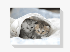 Diamond Painting Kittens in Bed - SEOS Shop ®