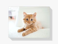 Diamond Painting Kleine kitten in een stoel - SEOS Shop ®