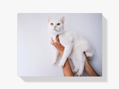 Diamond Painting Pakket Witte kat 45x30cm - SEOS Shop ®