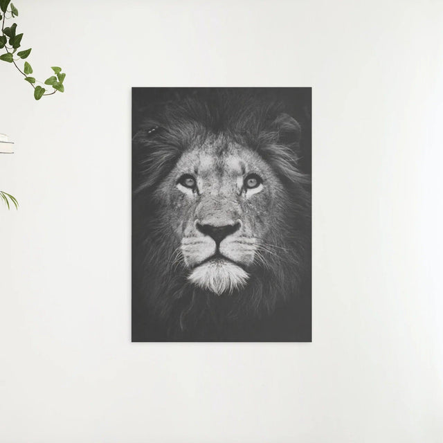 Diamond Painting Pakket Zwart wit leeuw - SEOS Shop ®