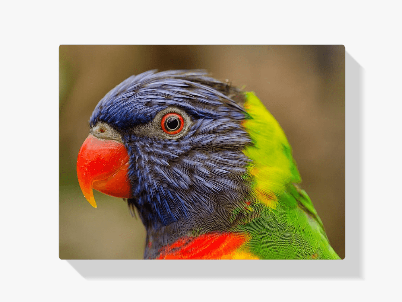 Diamond Painting Papegaai - SEOS Shop ®