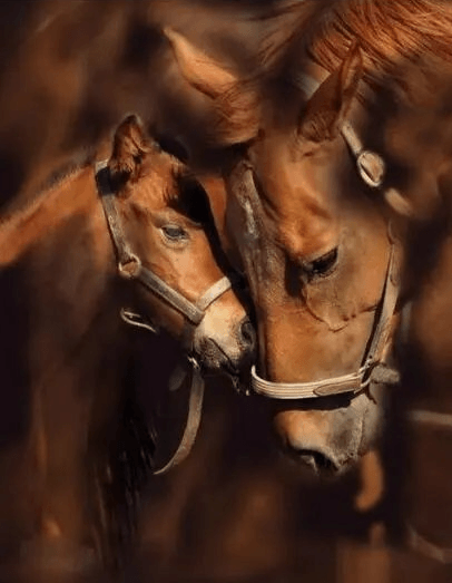 Diamond Painting Paard met Veulen – detailbeeld 2