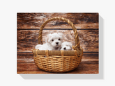 Diamond Painting Puppy's in een mandje - SEOS Shop ®