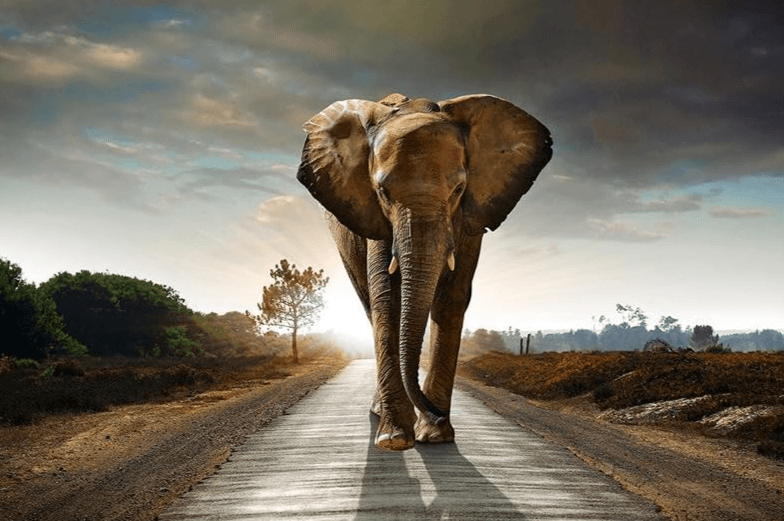 Diamond Painting Safari Olifant - SEOS Shop ®