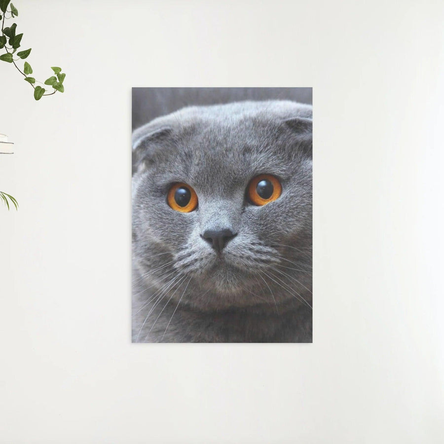 Diamond Painting Schattige kijkende kitten - SEOS Shop ®