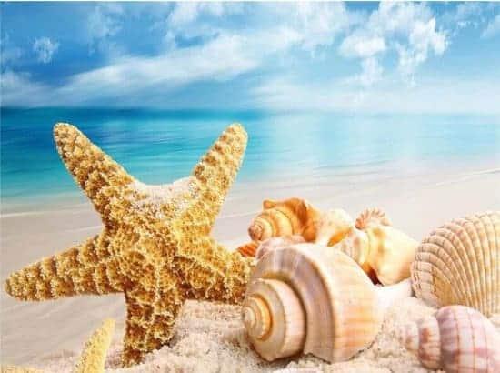 Diamond Painting Schelpen op strand – 40x50 cm – SEOS Shop ®