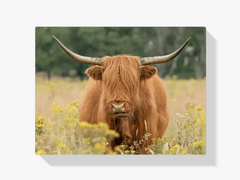 Diamond Painting Schotse hooglander - Mooie Schotse hooglander grazend in het veld - SEOS Shop ®