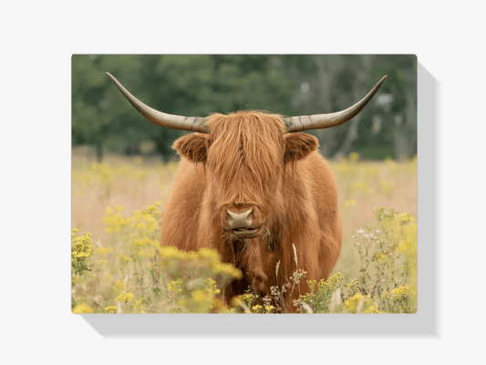 Diamond Painting Schotse hooglander - Mooie Schotse hooglander grazend in het veld - SEOS Shop ®
