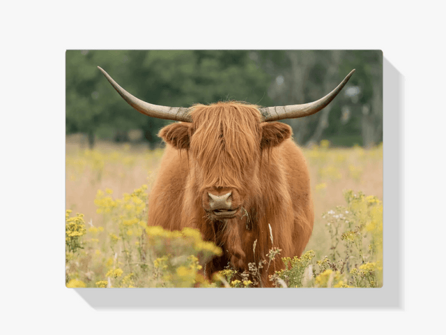 Diamond Painting Schotse hooglander - Mooie Schotse hooglander grazend in het veld - SEOS Shop ®