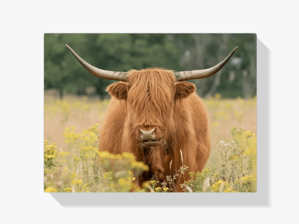 Diamond Painting Schotse hooglander - Mooie Schotse hooglander grazend in het veld - SEOS Shop ®