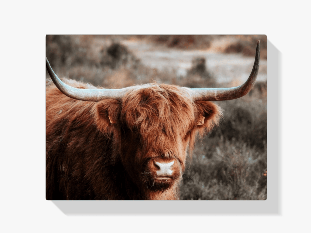 Diamond Painting Schotse hooglander - Nieuwsgierige Schotse hooglander in de heuvels - SEOS Shop ®