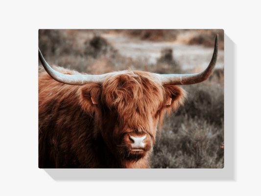 Diamond Painting Schotse hooglander - Nieuwsgierige Schotse hooglander in de heuvels - SEOS Shop ®