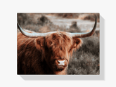 Diamond Painting Schotse hooglander - Nieuwsgierige Schotse hooglander in de heuvels - SEOS Shop ®
