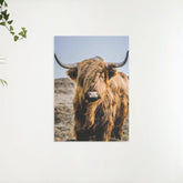 Diamond Painting Schotse hooglander - Portret van de bijzondere Schotse hooglander - SEOS Shop ®