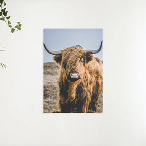 Diamond Painting Schotse hooglander - Portret van de bijzondere Schotse hooglander - SEOS Shop ®