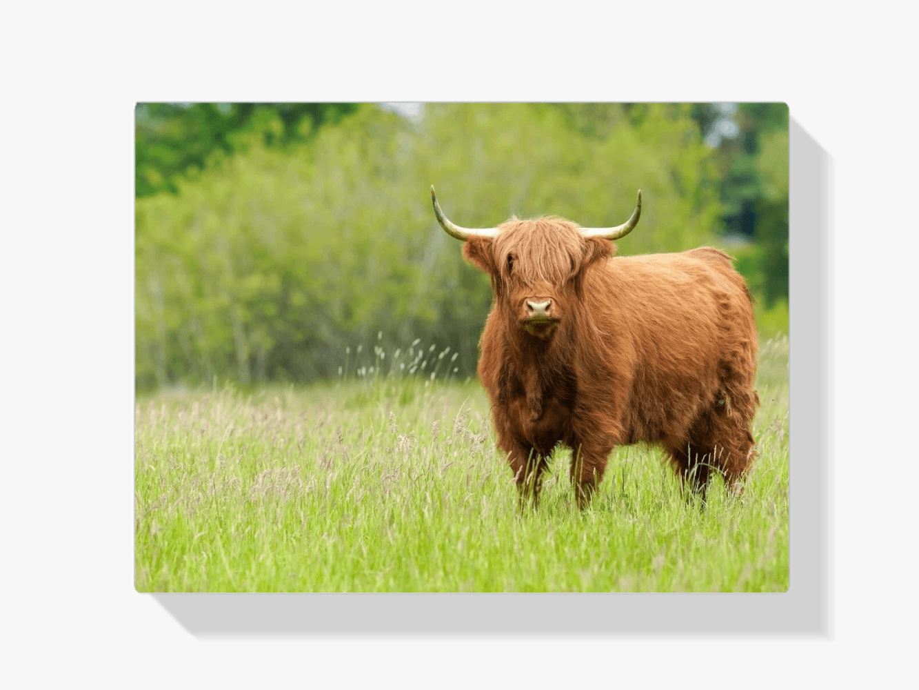Diamond Painting Schotse hooglander - Schattige Schotse hooglander op een zonnige dag - SEOS Shop ®