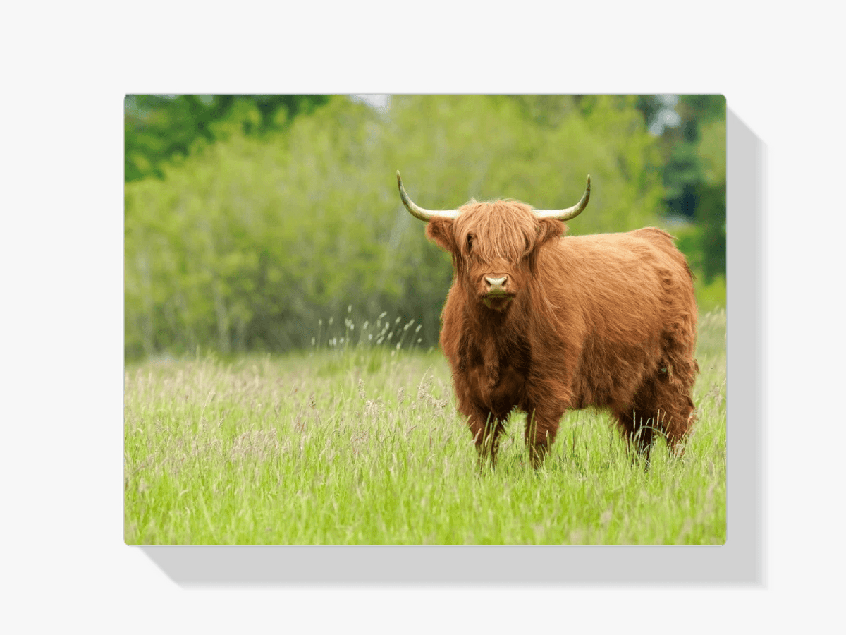 Diamond Painting Schotse hooglander - Schattige Schotse hooglander op een zonnige dag - SEOS Shop ®