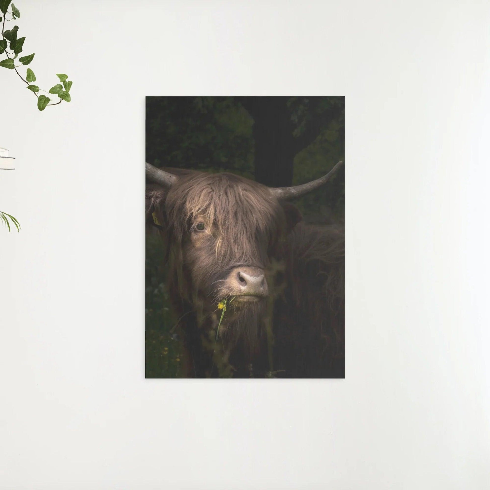 Diamond Painting Schotse hooglander - Schots hooglandrund met paardenbloem en gras in de bek - SEOS Shop ®