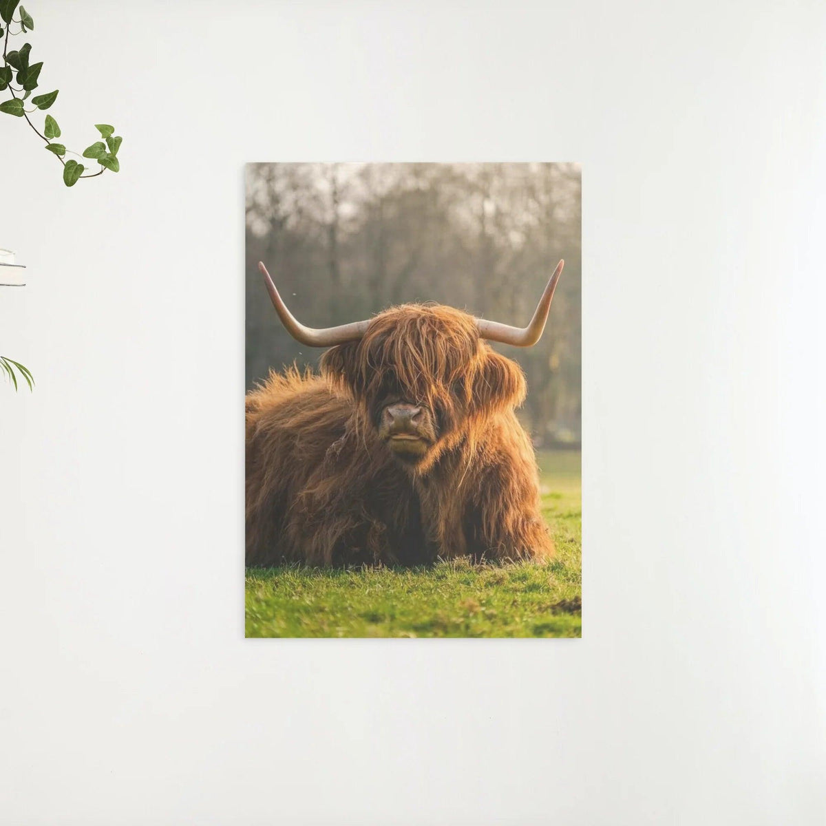 Diamond Painting Schotse hooglander - Schotse hoogland koe van dichtbij - SEOS Shop ®