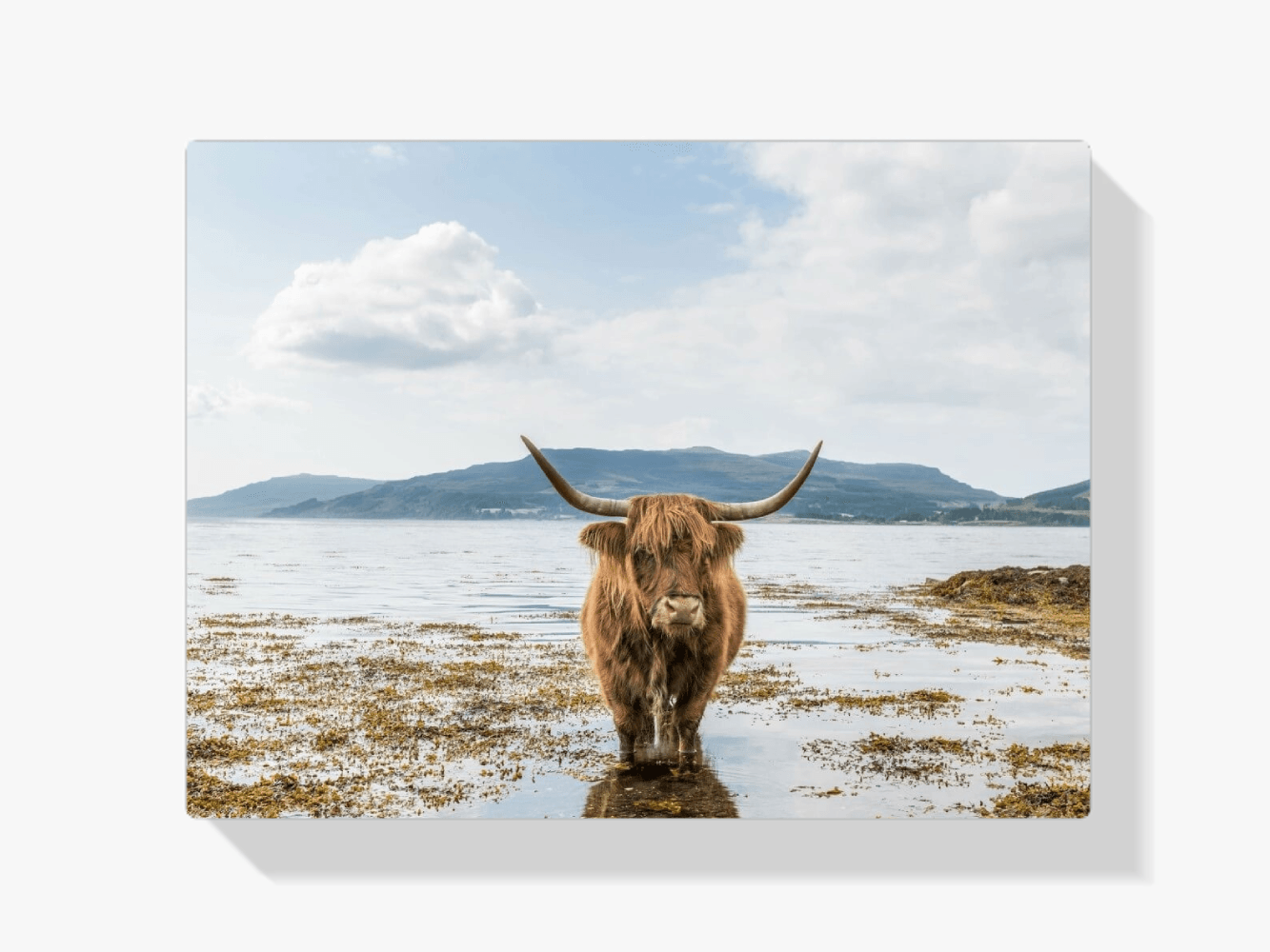 Diamond Painting Schotse hooglander - Schotse hooglander aan het afkoelen - SEOS Shop ®