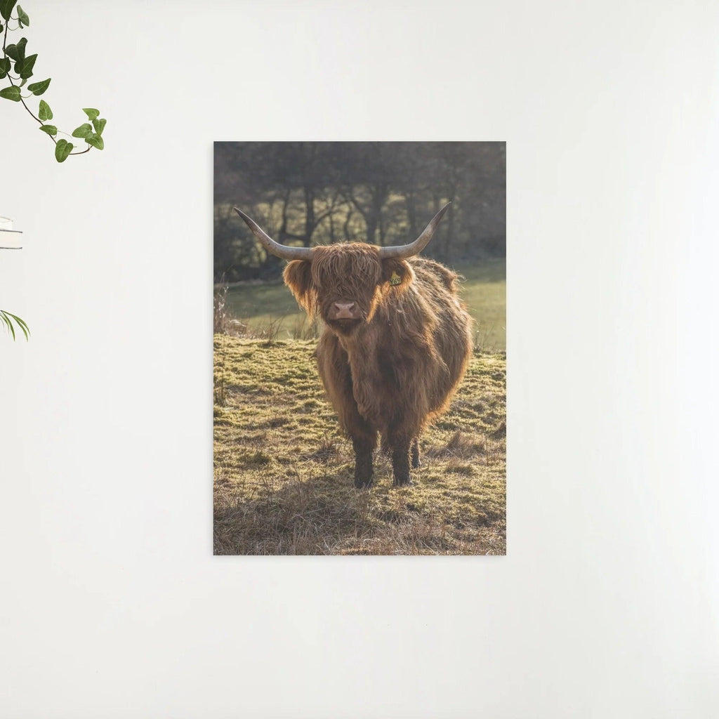 Diamond Painting Schotse hooglander - Schotse hooglander grazend in de velden - SEOS Shop ®
