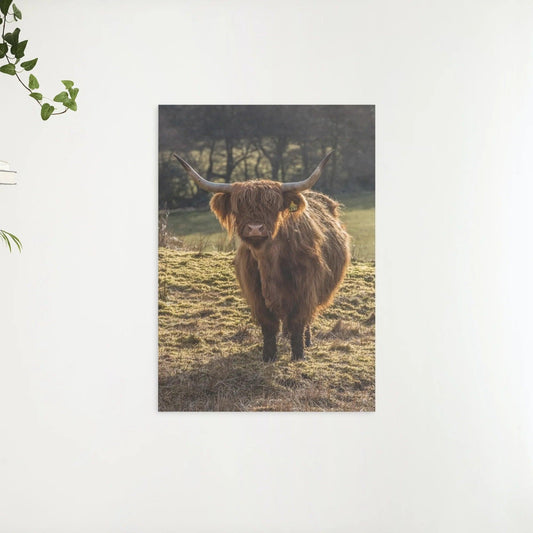 Diamond Painting Schotse hooglander - Schotse hooglander grazend in de velden - SEOS Shop ®