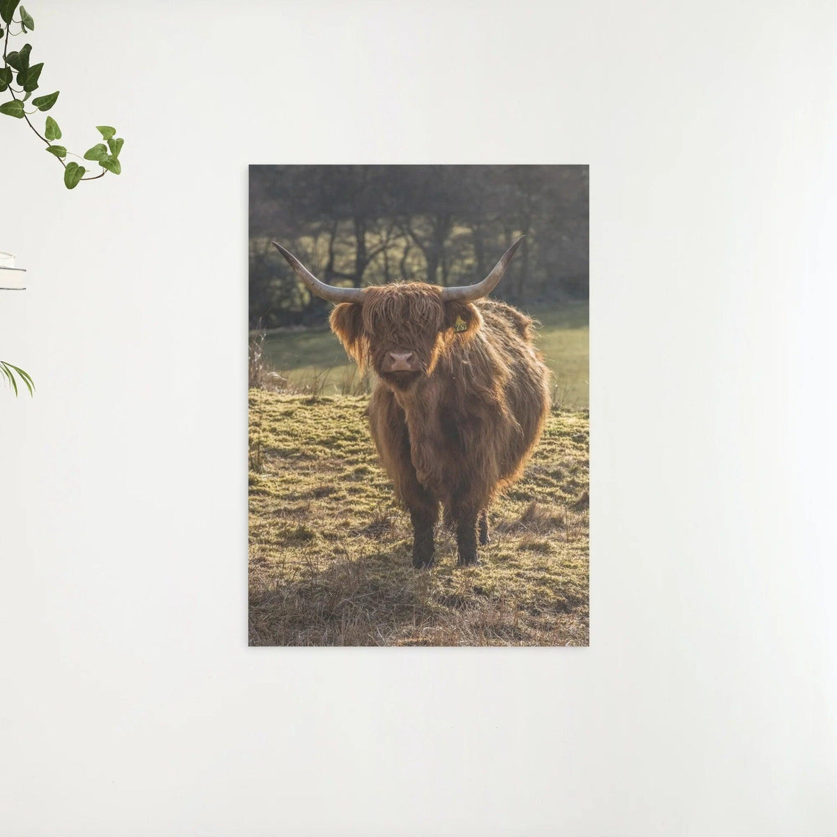 Diamond Painting Schotse hooglander - Schotse hooglander grazend in de velden - SEOS Shop ®