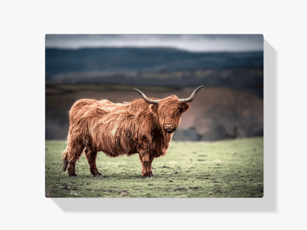 Diamond Painting Schotse hooglander - Schotse hooglander grazend op het platteland van Zuid-Wales - SEOS Shop ®