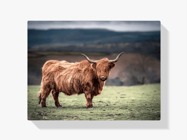 Diamond Painting Schotse hooglander - Schotse hooglander grazend op het platteland van Zuid-Wales - SEOS Shop ®