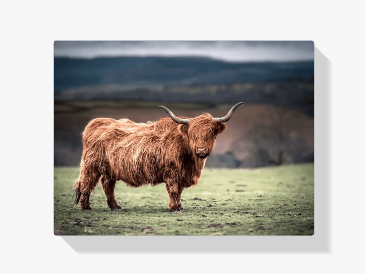 Diamond Painting Schotse hooglander - Schotse hooglander grazend op het platteland van Zuid-Wales - SEOS Shop ®