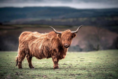 Diamond Painting Schotse hooglander - Schotse hooglander grazend op het platteland van Zuid-Wales - SEOS Shop ®