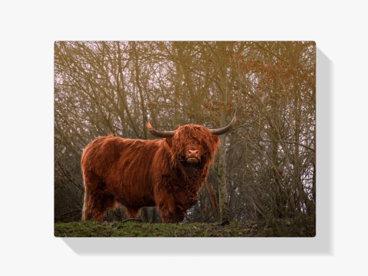 Diamond Painting Schotse hooglander - Schotse hooglander in de avondzon - SEOS Shop ®