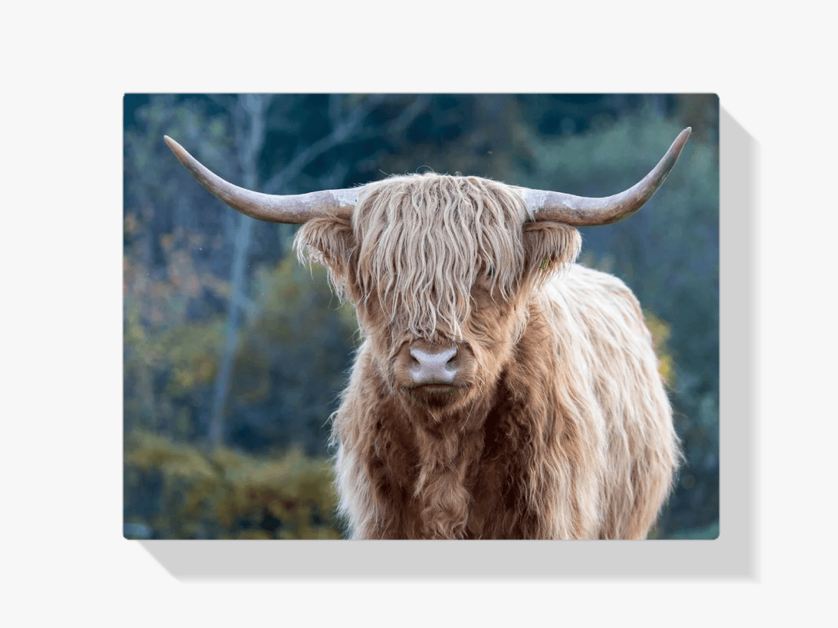 Diamond Painting Schotse hooglander - Schotse hooglander in de wildernis - SEOS Shop ®