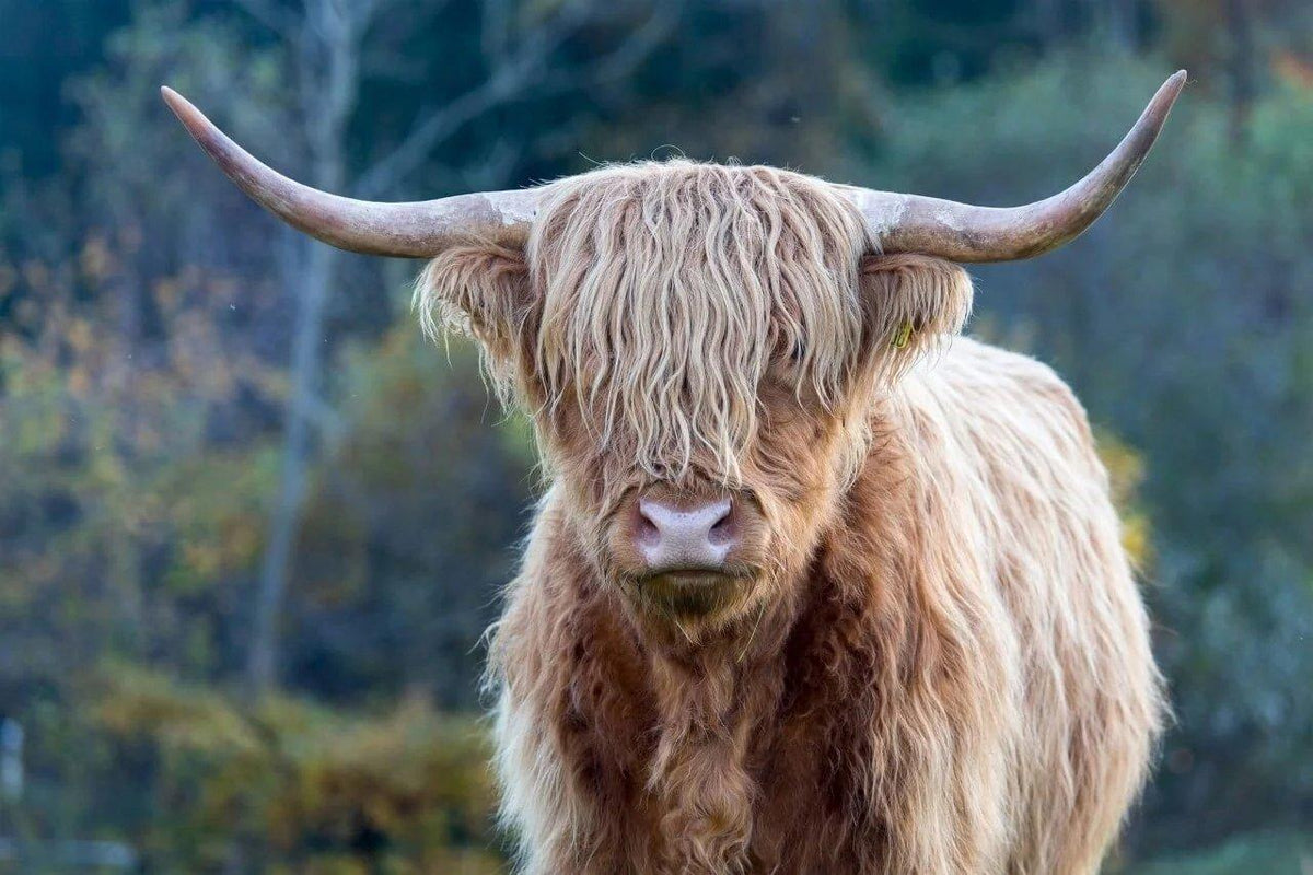 Diamond Painting Schotse hooglander - Schotse hooglander in de wildernis - SEOS Shop ®