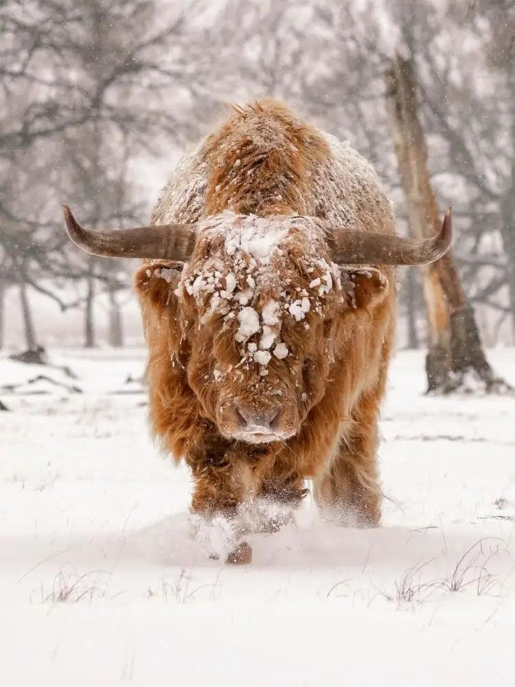 Diamond Painting Schotse hooglander - Schotse hooglander in een natuurlijk winterlandschap - SEOS Shop ®
